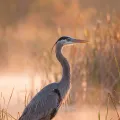 Great blue heron in shallow water at sunrise